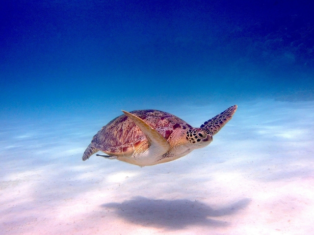 Villa Tokay - Sea Turtle